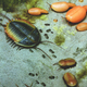 Illustration for article titled Trilobites: The Greatest Survivors in Earth's History